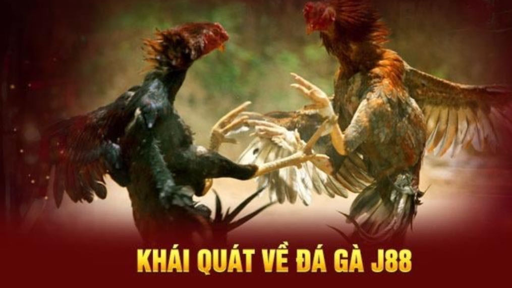 Lưu ý khi tham gia vào J88 đá gà 